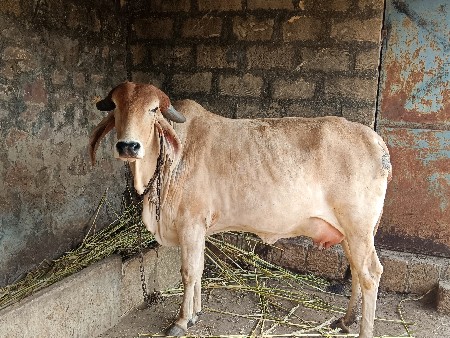 थंबनेल 3