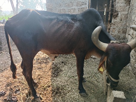 થંબનેલ 2