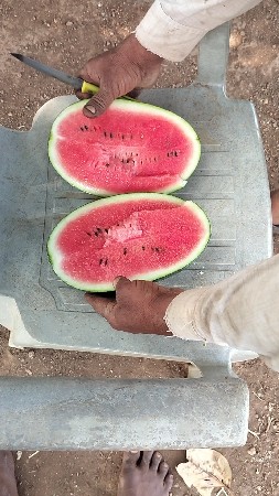 તરબૂશ 1 kg થી 3.5 kg સુધી