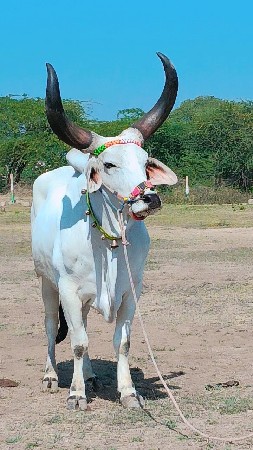 ટોટલ જવાબદારી થી વેચવાનો છે