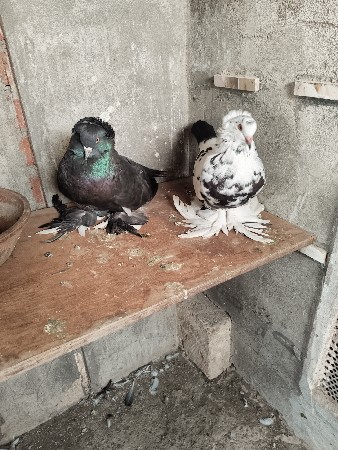 थंबनेल 2