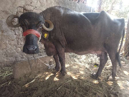 ભેંસ વેચવાની છે