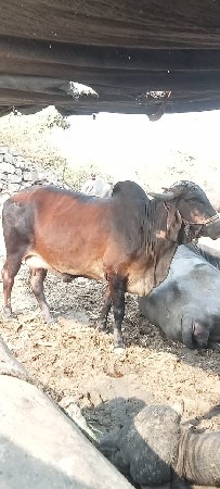 આગાઈવેશવાનીછે