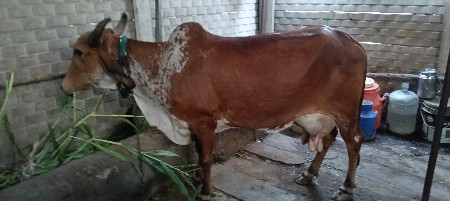 દેશી ગાય