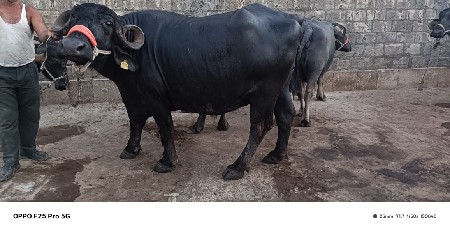 थंबनेल 3