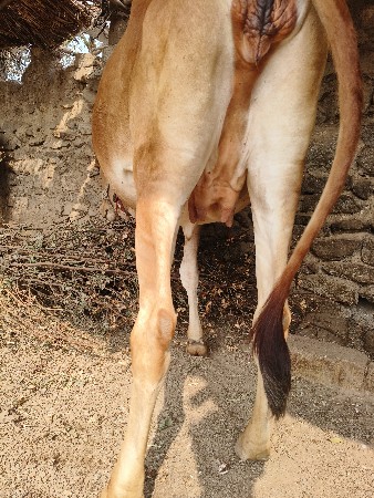 ગાય વેચવાની છે