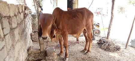 ધનખૂટ વેચવાનો છે.