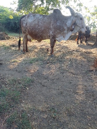 થંબનેલ 3