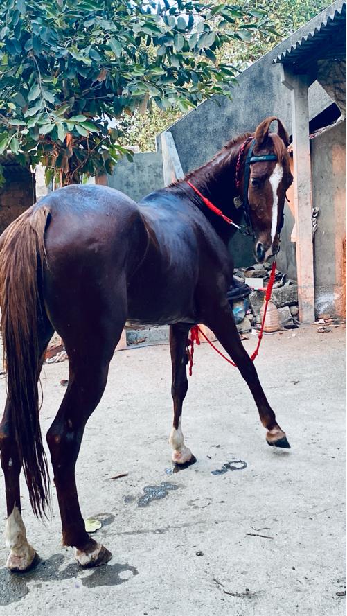 વસેરી વેસવાની સાટૂ પન કરવાનૂ સે સાટા માં ઘોડી અથવા વસેરી સાલે