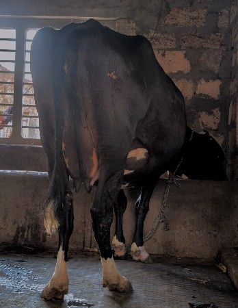 Hf ક્રોસ ગાયો