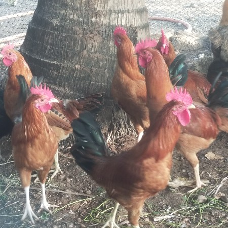 थंबनेल 3