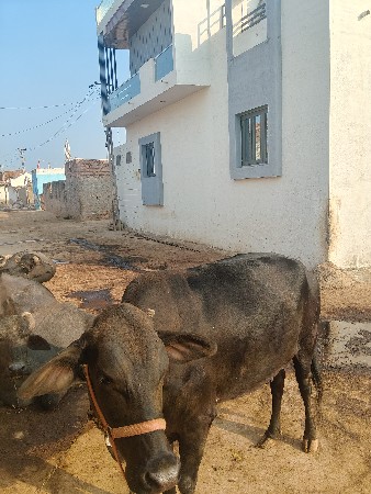 hf 2vetar 4 mahinani vihayeli