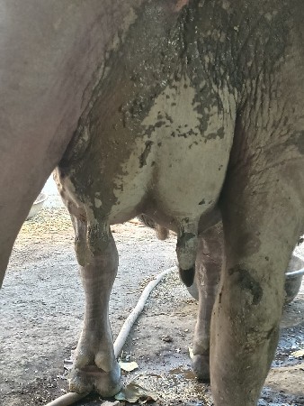 પેલ વેતરી ખડેલી વેચવાની છે