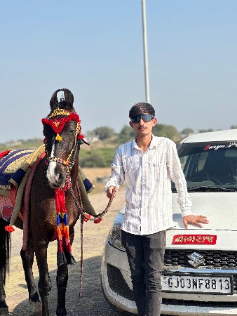 ઘોડો વેચવાનો છે