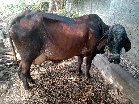 થંબનેલ 2