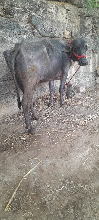 थंबनेल 3