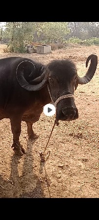 bhesh veshavani se 2 bhesh se