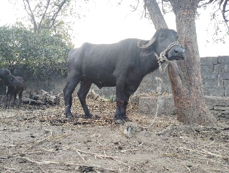 વેચવાનુ