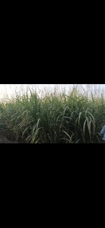 જમીન વેચવાની છે