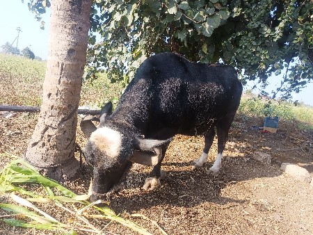 ભેંસ વેચવાની છે