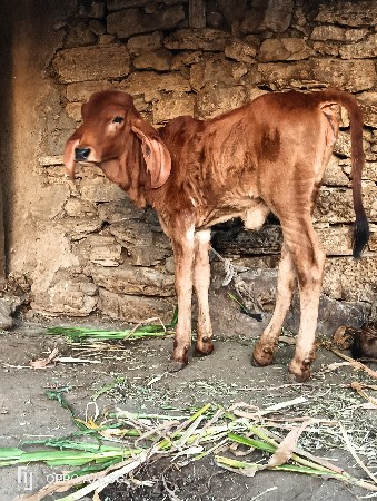 થંબનેલ 3