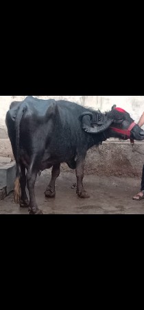 थंबनेल 3