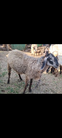 ઘેટો 4 દાંતે છે