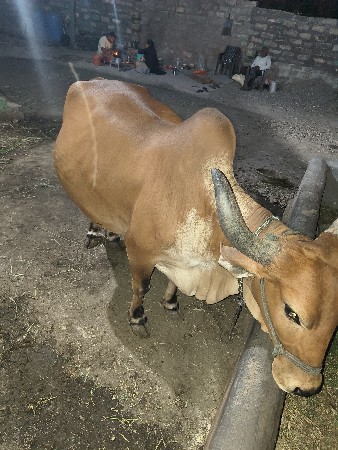 થંબનેલ 2