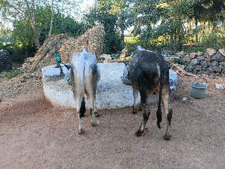 थंबनेल 2