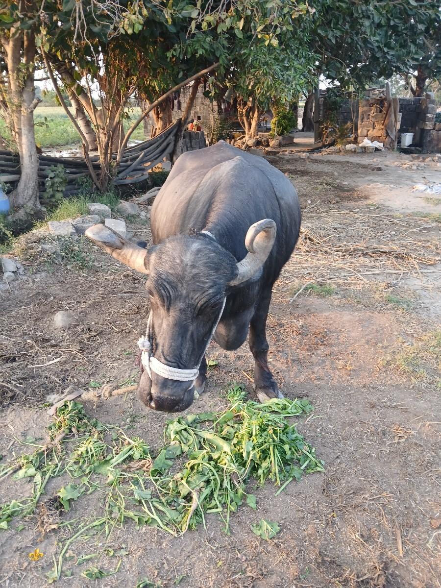 ભેસ વેચવાની છે