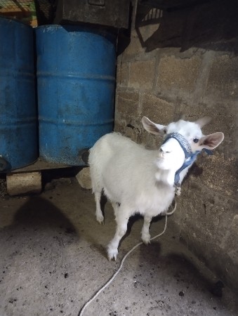 ઝિંગ બકરી