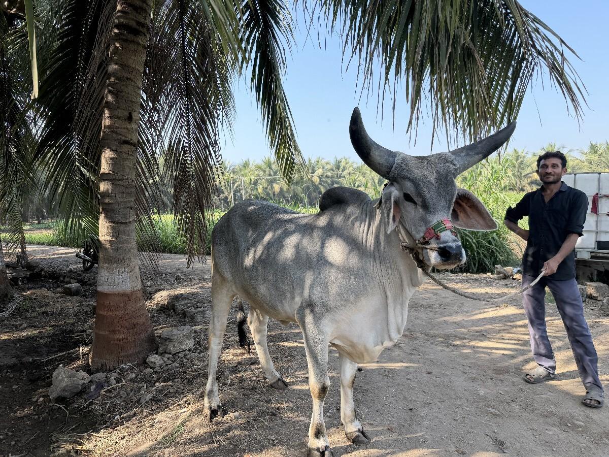 આ બળદ  વેચવાનો છે