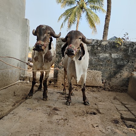 थंबनेल 3