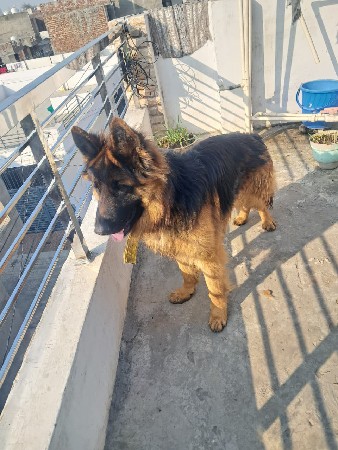 કોઈની પાસે જર્મન શેફર્ડ મેલ