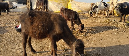 थंबनेल 3