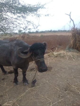 थंबनेल 3