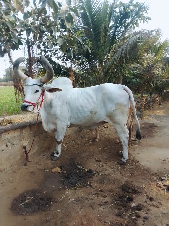 જમણી યાર