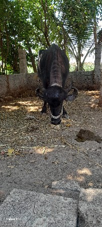 પેલવેતરી ખડેલી