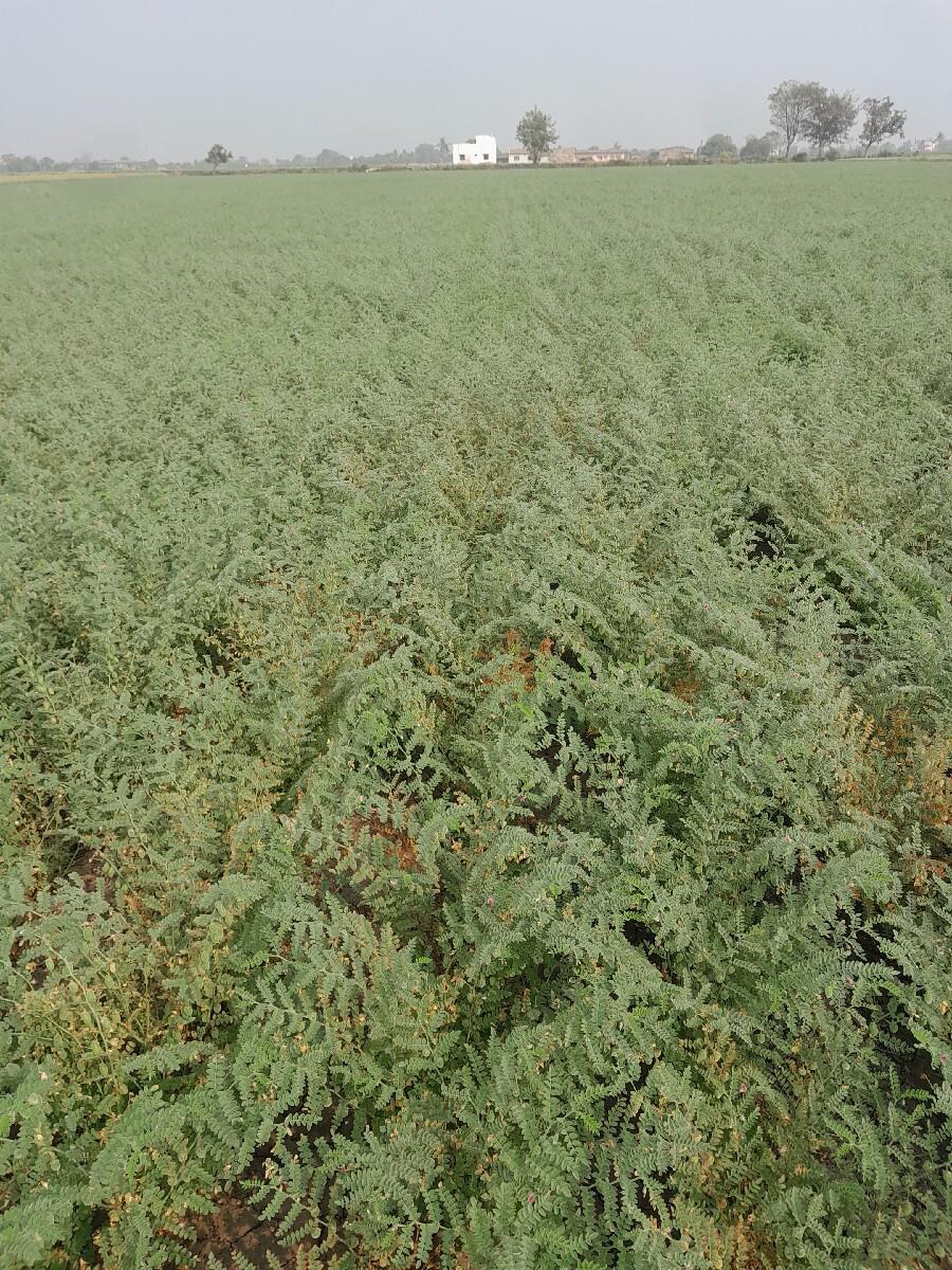 સણા વાઢવા ઊધડા આપવા ના છે