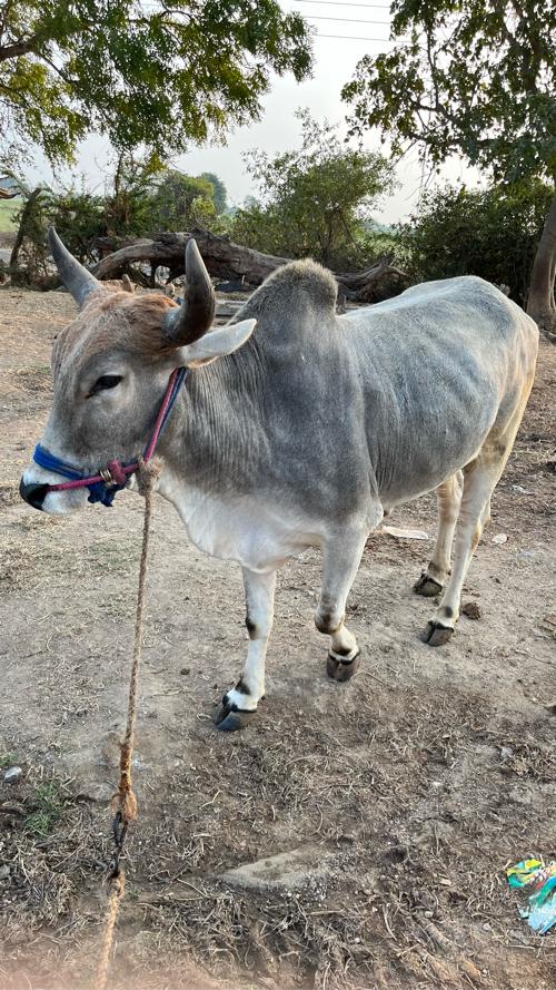 थंबनेल 3