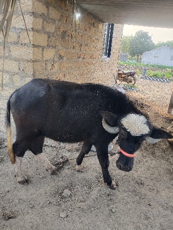 थंबनेल 2