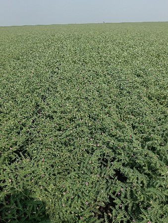 ખેતી લાયક જમીન વેચવાની છે