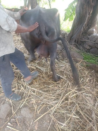 थंबनेल 3