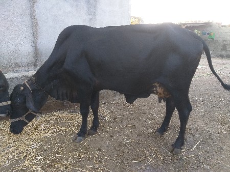 બે ગીર કૉસ છે