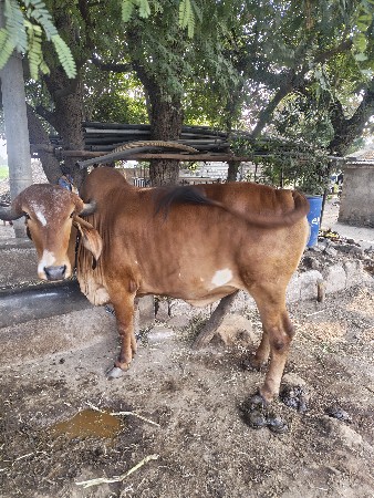 थंबनेल 2