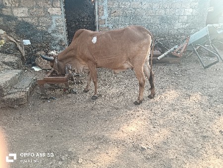 હોડકી વેચવાની છે