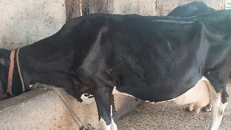 थंबनेल 3