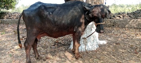 थंबनेल 2