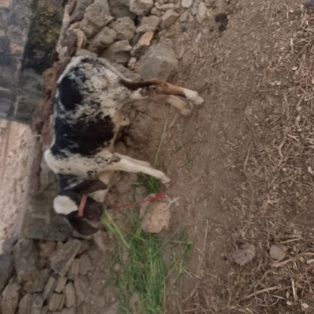 વાસળી વેચવાની છે