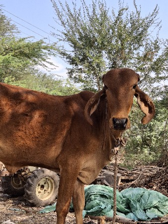 gir vachdi vechvani che